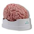 Anatomical brain model, life-size, 5 parts_0
