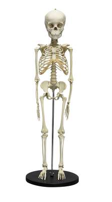 Child Skeleton, 5 year old_0