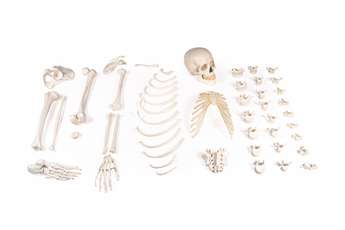 Half skeleton, unassembled (bone collection)_0