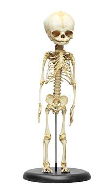 Fetus Skeleton, 30. week_0