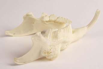 Guinea pig skull with changeable, pathological jaw_0