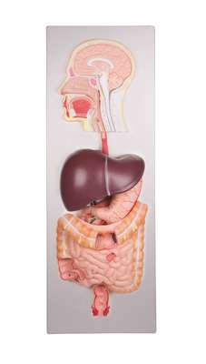 Human digestive system, 5 parts_0