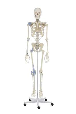 Skeleton “Otto” with ligaments_3