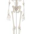 Skeleton “Willi”_1