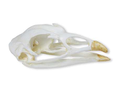 Skull, Turkey (Meleagris gallopavo)_0