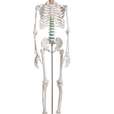 Didactic skeleton “Oscar”_4