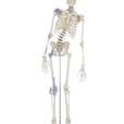 Skeleton “Toni” with movable spine and ligaments_3