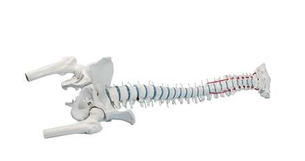 Standard spine with femur stumps, prolapse and pelvis_0