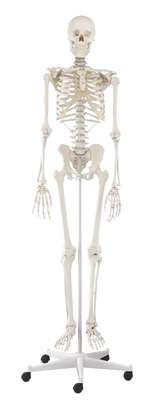 Skeleton “Willi”_1
