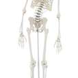 Skeleton “Hugo” with movable spine_1