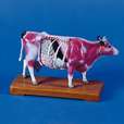Acupuncture cow_0