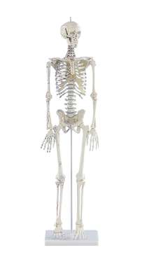 Miniature-Skeleton “Daniel” with muscle markings_0