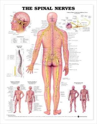 Anatomie Poster Spinal Nerves (Pu)