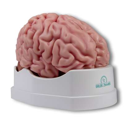 Anatomical brain model, life-size, 5 parts_0