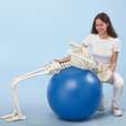 Skeleton “Hugo” with movable spine_0