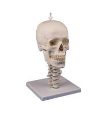 Skull model, 3 parts with skull stand cervical spine_1