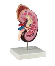 Kidney model, 2 times life size_0