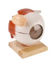 Eyeball with Functional Lens, 6-times full-size, 5-part_0