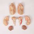 Brain model, 9-part with arteries_1