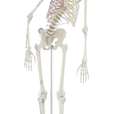 Skeleton “Peter” with movable spine and muscle markings_0