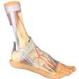 Foot - Superficial and deep structures of the distal leg and foot_1