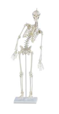Miniature-Skeleton “Paul”, with movable spine_0