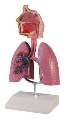 Human Respiratory System_0