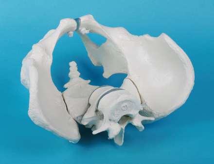 Male pelvis with sacrum and 2 lumbar vertebrae_0