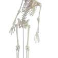 Miniature-Skeleton “Fred” with movable spine and muscle markings_0