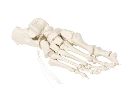 Foot skeleton on Nylon_0