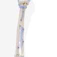 Skeleton “Toni” with movable spine and ligaments_2