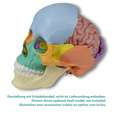 Anatomical brain model, life-size, 5 parts_7