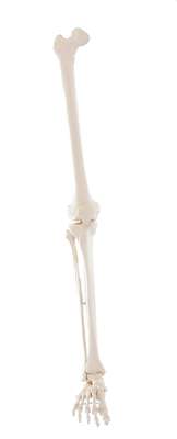 Skeleton of leg_0