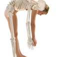 Skeleton “Hugo” with movable spine_2