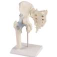 Hip joint with sacrum and ligaments with stand_0