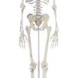 Skeleton “Arnold” with muscle markings_0