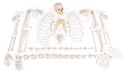 Skeleton, unassembled (bone collection)_0