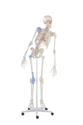 Skeleton “Max” with movable spine, muscle markings and ligaments_4