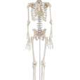 Miniature-Skeleton “Patrick”_1