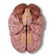 Anatomical brain model, life-size, 5 parts_6
