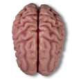 Anatomical brain model, life-size, 5 parts_4