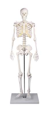 Miniature – Skeleton “Tom”_0