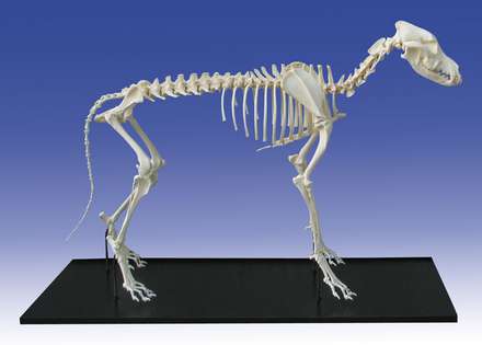 Dog Skeleton, assembled, big size dog