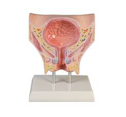Female bladder_0
